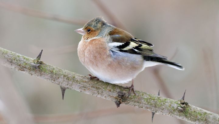 Pinson des arbres © P. Peralta - LPO Occitanie